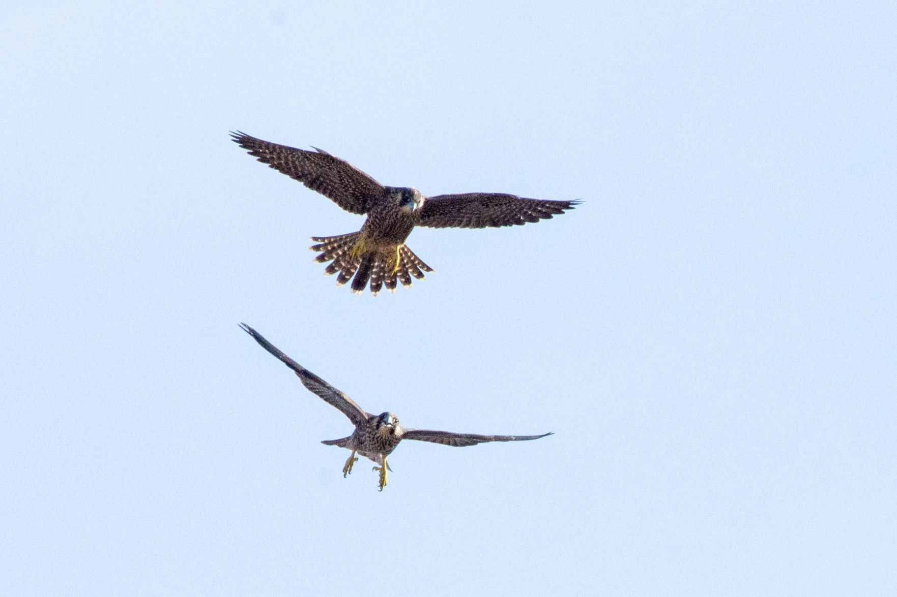 juveniles two